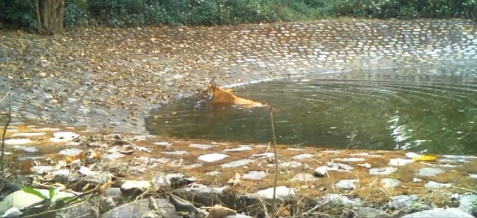 Uttarakhand: राजा और गजराज का कर सकेंगे दिनभर दीदार, कार्बेट टाइगर रिजर्व में फुल डे सफारी की योजना
