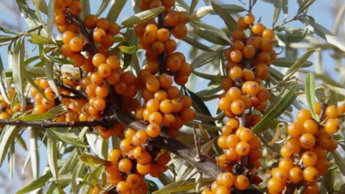 Uttarakhand: प्रदेश में होगी सीबकथोर्न की खेती, किसानों की आर्थिकी सुधारेगा, बड़े पैमाने पर उत्पादन की योजना