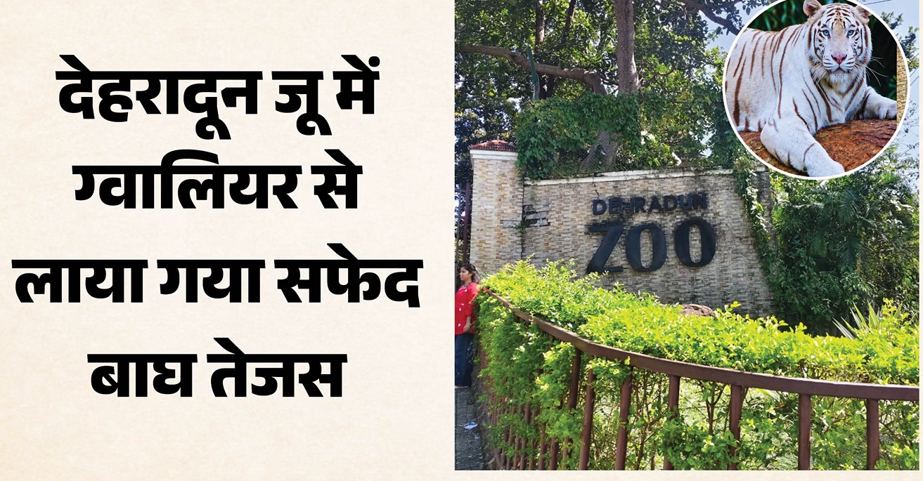देहरादून जू: अक्तूबर के अंत में होंगे नीली आंखों वाले सफेद बाघ के दीदार, ग्वालियर से लाया गया तेजस
